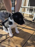 Female #4, a female Australian Shepherd and Labrador Retriever for sale in Austin, TX – Photo 3 of 8