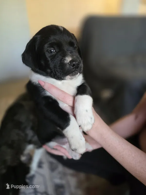 Female #4 – Australian Shepherd, Labrador Retriever puppy for sale in Austin, TX