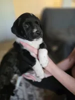 Female #4, a female Labrador Retriever for sale in Austin, TX – Photo 1 of 6