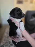 Female #4, a female Labrador Retriever for sale in Austin, TX – Photo 2 of 6