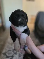 Female #4, a female Labrador Retriever for sale in Austin, TX – Photo 3 of 6