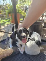 Female #4, a female Australian Shepherd and Labrador Retriever for sale in Austin, TX – Photo 2 of 8