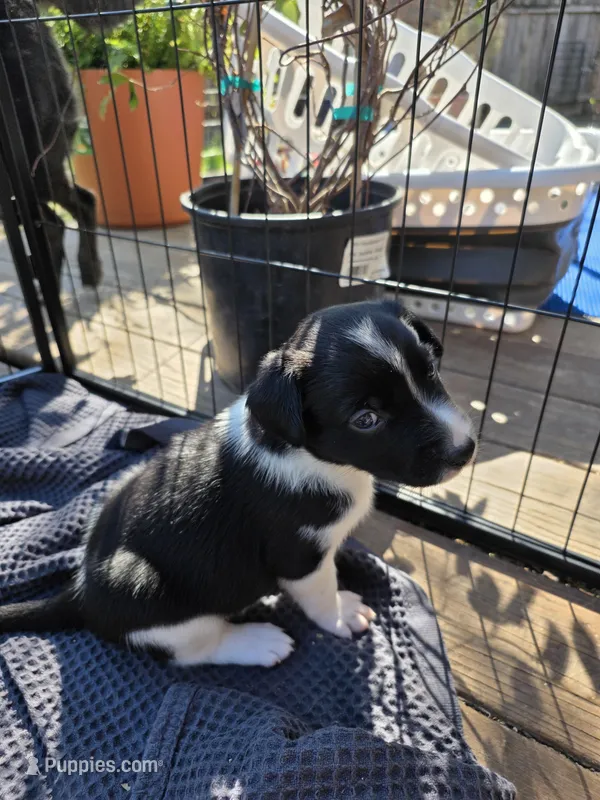 Female #4 – Australian Shepherd, Labrador Retriever puppy for sale in Austin, TX
