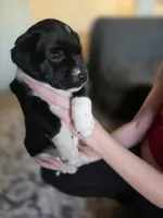 Female #4, a female Labrador Retriever for sale in Austin, TX – Photo 4 of 6