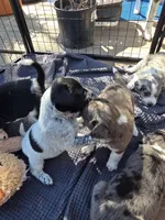 Male #2, a male Labrador Retriever for sale in Austin, TX – Photo 3 of 8