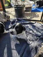 Male #2, a male Labrador Retriever for sale in Austin, TX – Photo 5 of 8