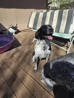 Male #2, a male Labrador Retriever for sale in Austin, TX – Photo 7 of 8