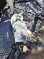 Male #2, a male Labrador Retriever for sale in Austin, TX – Photo 4 of 8