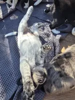 Male #2, a male Labrador Retriever for sale in Austin, TX – Photo 2 of 8