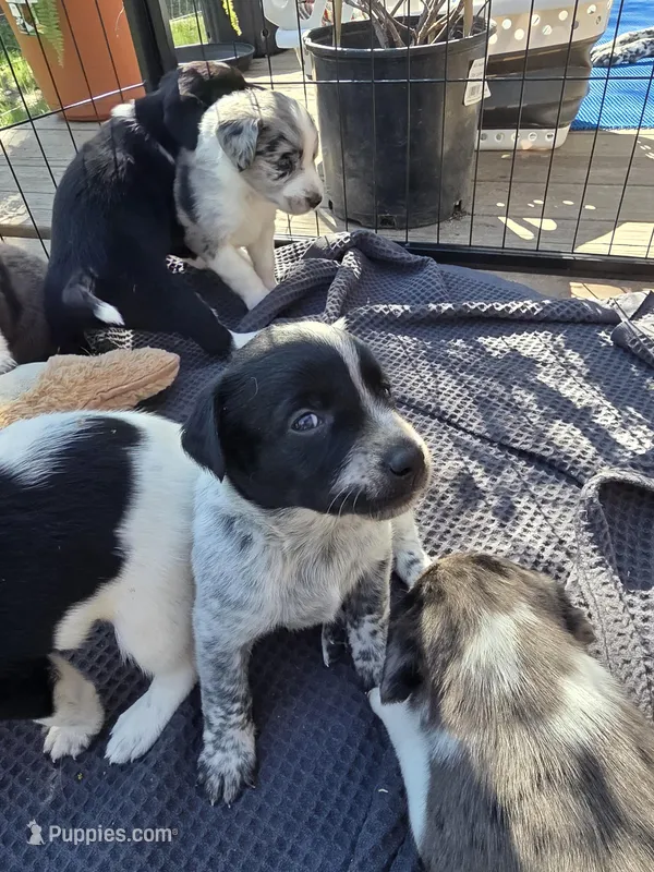 Male #2 – Labrador Retriever puppy for sale in Austin, TX