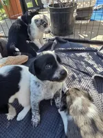 Male #2, a male Labrador Retriever for sale in Austin, TX – Photo 1 of 8