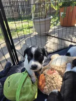 Female #5, a female Australian Shepherd and Labrador Retriever for sale in Austin, TX – Photo 4 of 9