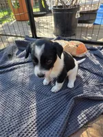 Female #5, a female Australian Shepherd and Labrador Retriever for sale in Austin, TX – Photo 5 of 9