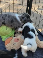 Female #5, a female Australian Shepherd and Labrador Retriever for sale in Austin, TX – Photo 2 of 9