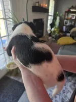 Female #5, a female Labrador Retriever for sale in Austin, TX – Photo 5 of 10