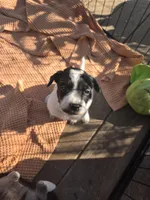 Female #5, a female Australian Shepherd and Labrador Retriever for sale in Austin, TX – Photo 3 of 9