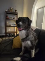 Female #5, a female Australian Shepherd and Labrador Retriever for sale in Austin, TX – Photo 7 of 9