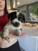 Female #5, a female Labrador Retriever for sale in Austin, TX – Photo 4 of 10