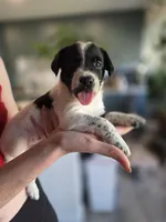 Female #5, a female Labrador Retriever for sale in Austin, TX – Photo 2 of 10