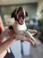 Female #5, a female Labrador Retriever for sale in Austin, TX – Photo 3 of 10