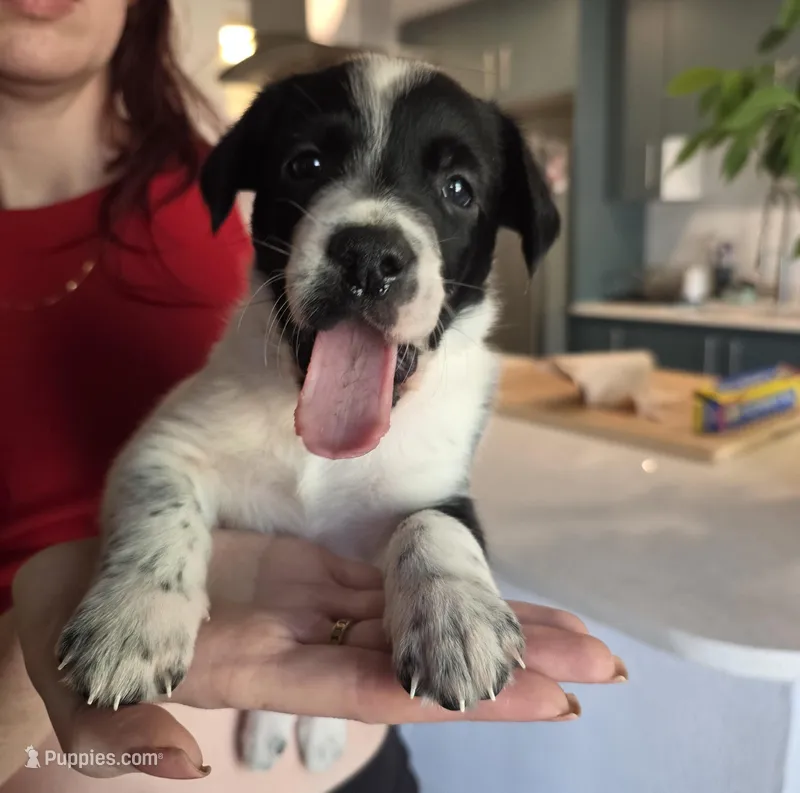 Female #5 – Australian Shepherd, Labrador Retriever puppy for sale in Austin, TX