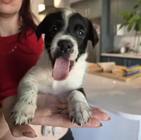 Female #5, a female Labrador Retriever for sale in Austin, TX – Photo 1 of 10