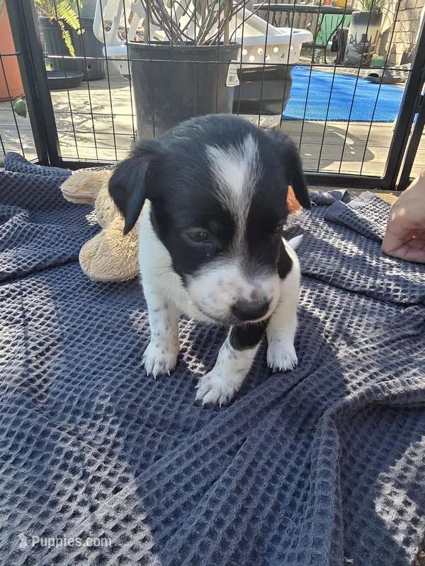 Female #5 – Australian Shepherd, Labrador Retriever puppy for sale in Austin, TX