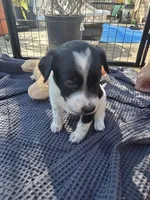 Female #5, a female Australian Shepherd and Labrador Retriever for sale in Austin, TX – Photo 1 of 9