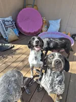 Female #5, a female Australian Shepherd and Labrador Retriever for sale in Austin, TX – Photo 6 of 9