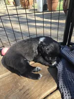 Female #3, a female Australian Shepherd and Labrador Retriever for sale in Austin, TX – Photo 6 of 9