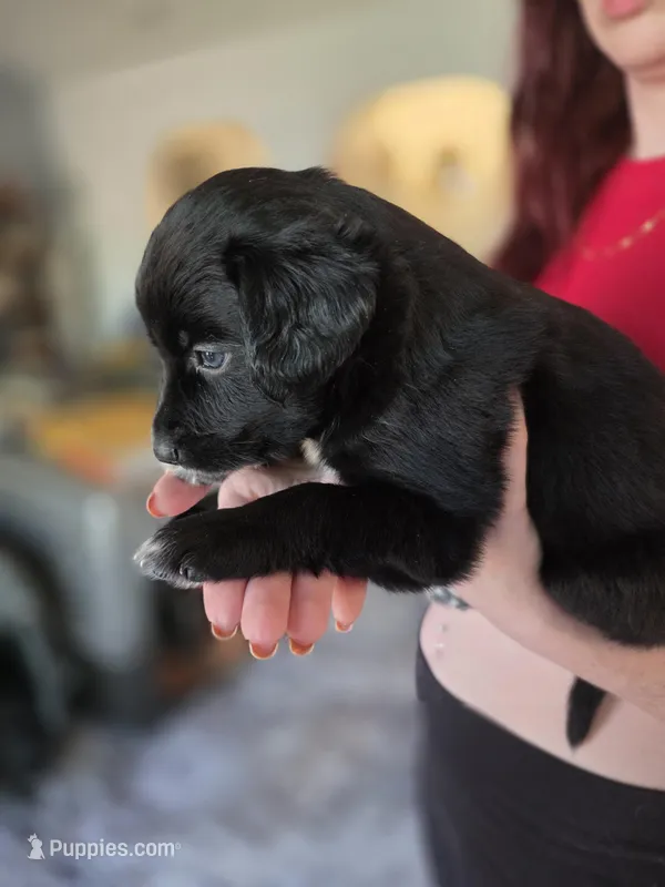 Female #3 – Australian Shepherd, Labrador Retriever puppy on hold in Austin, TX