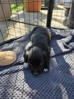 Female #3, a female Australian Shepherd and Labrador Retriever for sale in Austin, TX – Photo 4 of 9