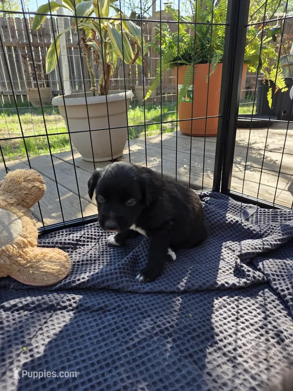 Female #3 – Australian Shepherd, Labrador Retriever puppy for sale in Austin, TX