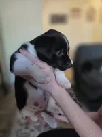 Female #7, a female Labrador Retriever for sale in Austin, TX – Photo 2 of 10