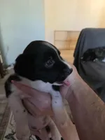 Female #7, a female Labrador Retriever for sale in Austin, TX – Photo 3 of 10