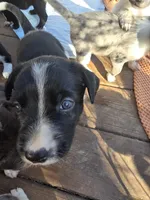 Female #7, a female Labrador Retriever for sale in Austin, TX – Photo 5 of 10