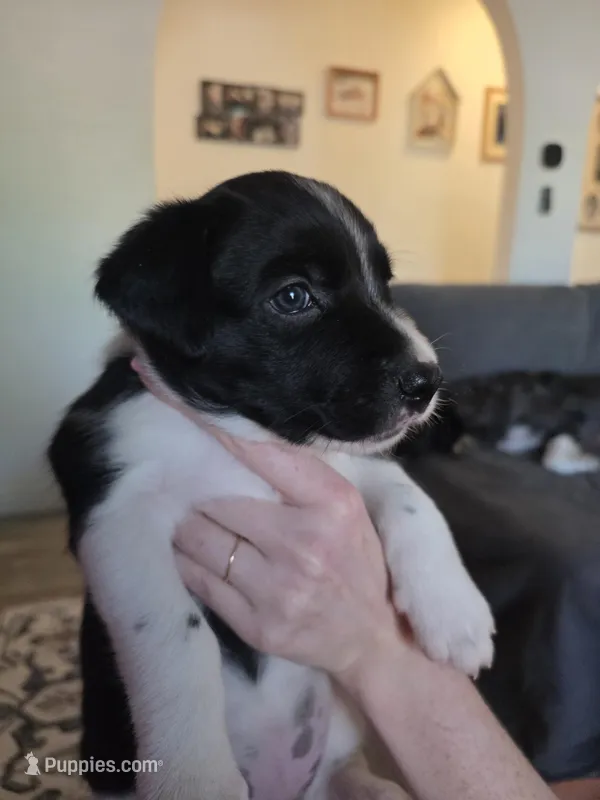 Female #7 – Labrador Retriever puppy for sale in Austin, TX