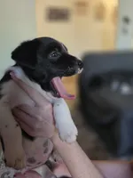 Female #7, a female Labrador Retriever for sale in Austin, TX – Photo 4 of 10