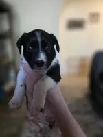 Female #7, a female Labrador Retriever for sale in Austin, TX – Photo 6 of 10