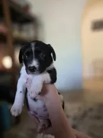 Female #7, a female Labrador Retriever for sale in Austin, TX – Photo 7 of 10