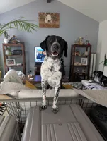 Female #7, a female Labrador Retriever for sale in Austin, TX – Photo 9 of 10