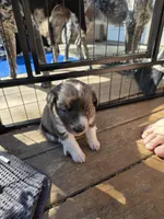 Female #2, a female Australian Shepherd and Labrador Retriever for sale in Austin, TX – Photo 3 of 9