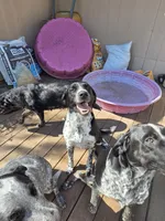 Female #2, a female Australian Shepherd and Labrador Retriever for sale in Austin, TX – Photo 6 of 9