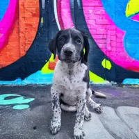 Female #2, a female Australian Shepherd and Labrador Retriever for sale in Austin, TX – Photo 7 of 9