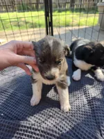 Female #2, a female Australian Shepherd and Labrador Retriever for sale in Austin, TX – Photo 5 of 9