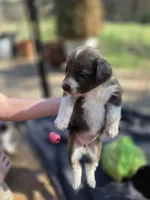 Female #2, a female Australian Shepherd and Labrador Retriever for sale in Austin, TX – Photo 2 of 9