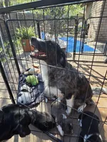 Female #2, a female Australian Shepherd and Labrador Retriever for sale in Austin, TX – Photo 8 of 9