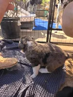 Female #2, a female Australian Shepherd and Labrador Retriever for sale in Austin, TX – Photo 4 of 9