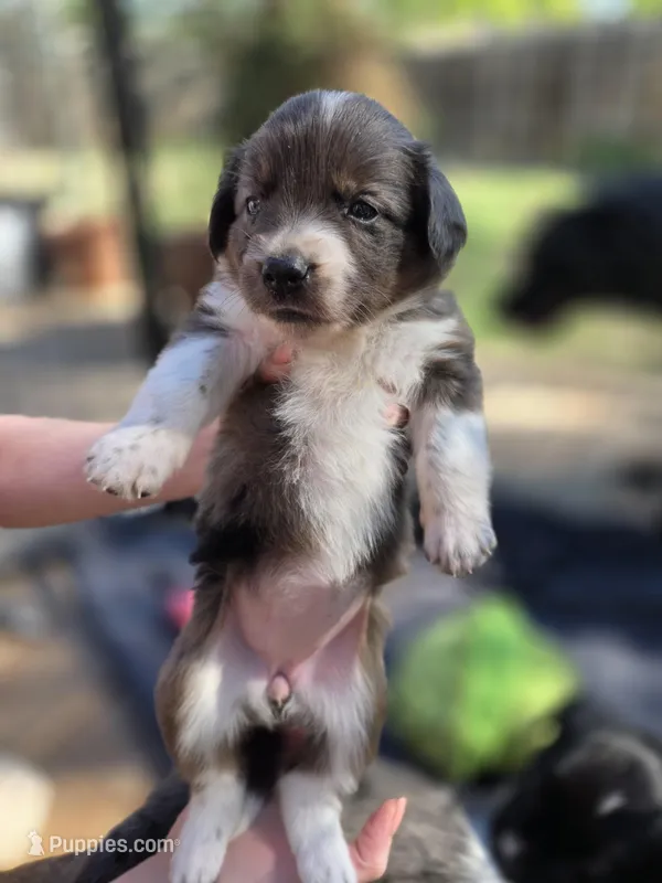 Female #2 – Australian Shepherd, Labrador Retriever puppy for sale in Austin, TX