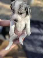 Female #1, a female Australian Shepherd and Labrador Retriever for sale in Austin, TX – Photo 2 of 9
